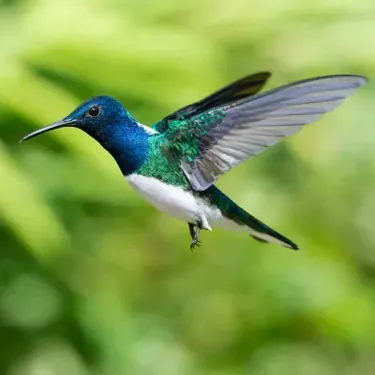 ¿Cuál es la distribución de los colibríes?