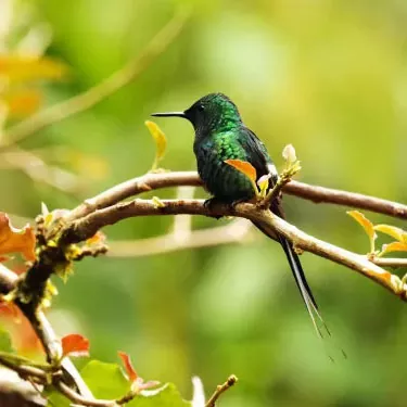 ¿Cuáles son algunos recursos alimenticios únicos para los colibríes en parques y jardines urbanos?