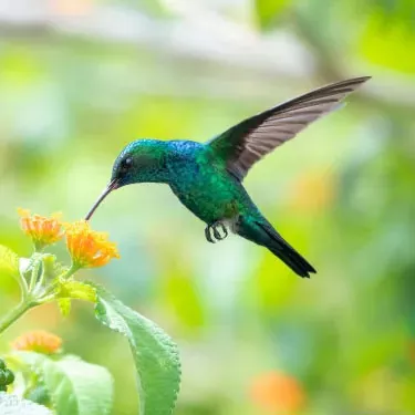 ¿Cómo se relaciona la fuente de alimento de los colibríes con su selección de hábitat?