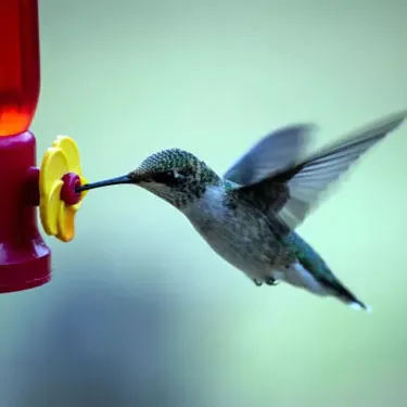 ¿Cuáles son las diferencias en las fuentes de alimento entre las diferentes especies de colibríes?