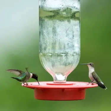 ¿Cuáles son las diferencias de distribución entre las diferentes especies de colibríes?