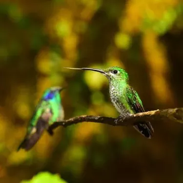 ¿Tienen los colibríes un rango de movimiento determinado cuando comen?