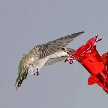 ¿A qué hora les gusta comer a los colibríes?