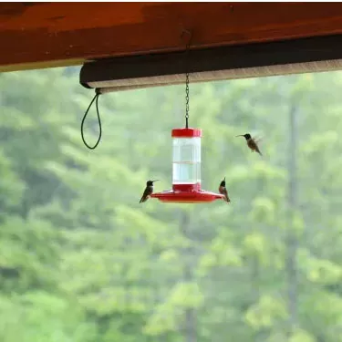 Aparte de la forma y el tamaño, ¿el color del comedero es atractivo para los colibríes?