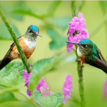 ¿El color de un comedero para colibríes tiene algún efecto sobre el atractivo de un colibrí?