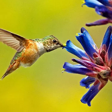 ¿Cómo funciona un comedero para colibríes?