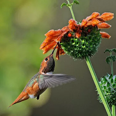 ¿Introducción al comedero para colibríes?