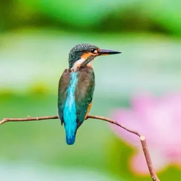 ¿Cuánto viven los colibríes?