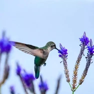 ¿Qué factores afectan la capacidad de reproducción de un colibrí?