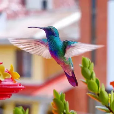 ¿Qué beneficios aportan los colibríes a los humanos?