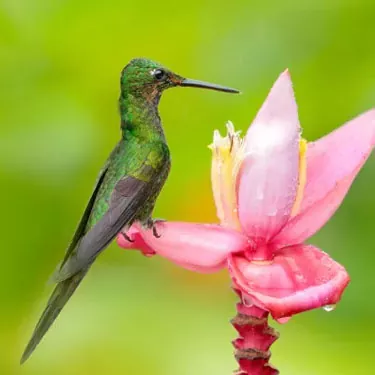 ¿Cuál es el estado actual de conservación de los colibríes?