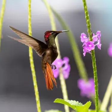 ¿Cuál es la importancia ecológica de los colibríes?