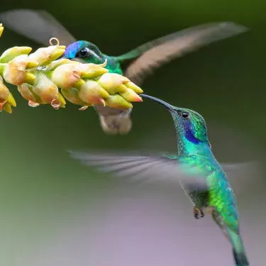 ¿Cómo se adapta el colibrí a su papel ecológico?